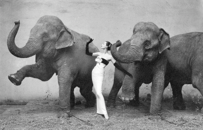 avedon-elephant-picture