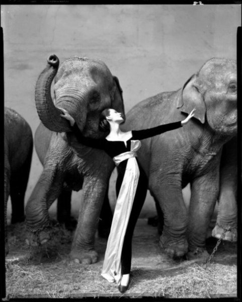 photo-richard-avedon-dovima-with-elephants-evening-dress-by-dior-cirque-dhiver-19551